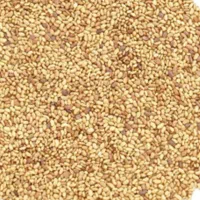 فروش بذر یونجه درجه یک پایه بلند