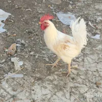 فروش دو عدد خروس