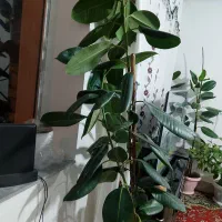 گل های خانگی|گل و گیاه طبیعی|مشگین شهر, |دیوار