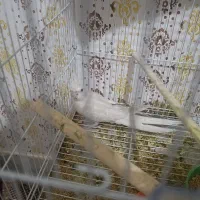 عروس هلندی مولد خونگی|پرنده|زاهدان, |دیوار