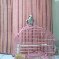 عروس هلندی