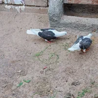 جوانه کویتی