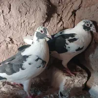 جفت پلنگ کرمانی|پرنده|میان ولایت, |دیوار