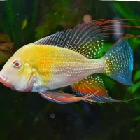 ماهی هکلی و رد لاین