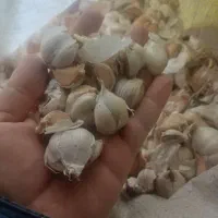 سیر محلی برای کاشت|خوردنی و آشامیدنی|تالش, جوکندان|دیوار