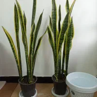 گل و گلدان سانسوریا