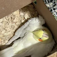 عروس هلندی لوتینو طوطی عروس|پرنده|مشهد, هفده شهریور|دیوار