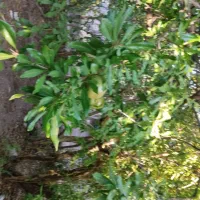 باغ-سیاه-درخت-و-زمین-حصارکشی-برای-ویلا-کوهستانی