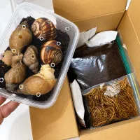 فروش حلزون آلبینو و اسکارگو‌خاک مخصوص مکمل تقویتی
