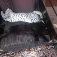 واگذاری گربه