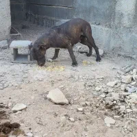 سگ پیتبول ماده|سگ|شیراز, شهرک والفجر|دیوار