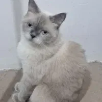 گربه اسکاتیش