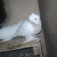 کفتر|پرنده|قم, ولیعصر|دیوار