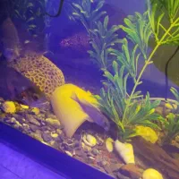 ماهی مانستر|ماهی|شیراز, سلطان آباد|دیوار