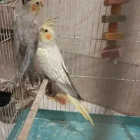 عروس هلندی|پرنده|رباطکریم, رباطکریم|دیوار