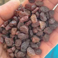 کشمش آفتاب خشک