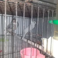 قناری|پرنده|اسلام‌‌آباد غرب, |دیوار