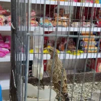 سهره خاکی جوجه امسال|پرنده|محمدیه-قزوین, |دیوار