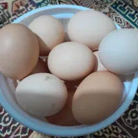 تخم مرغ خروس دار اعلا
