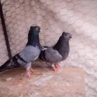 کفتر سبز ابادانی بلند