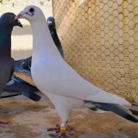 کفتر سبز آلمانی زات دار پولکی پلاکی سار اوغون قره