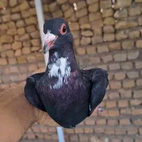 ۴ عدد نر پلنگ سیاه