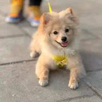 سگ پامر ماده 5 ماهه