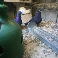 چند عدد کبوتر