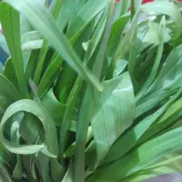 کوراده فروشی عمده و خرده