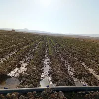 زمین کشاورزی