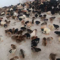 جوجه مرغ جوجه رنگی جوجه اردک