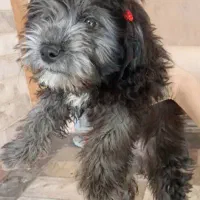 شیتزو تیلر|سگ|ورامین, ورامین|دیوار