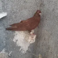 سرخ شهرستانی سرور سبز پرشی پشدار پرشی