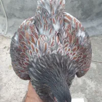 خروس ویاندوت