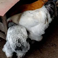 فروش مرغ و خروس برهما|حیوانات مزرعه|خرمآباد (تنکابن), |دیوار