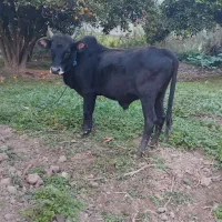 ورزا کوله آس|حیوانات مزرعه|کوچصفهان, |دیوار