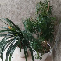 گلدان و گل طبیعی|گل و گیاه طبیعی|ملایر, |دیوار