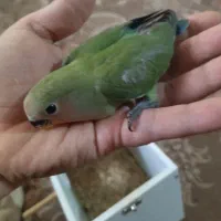 جوجه کوتوله|پرنده|مشهد, شهید مطهری|دیوار