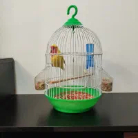 طوطی باقفس و غذا همه باهم