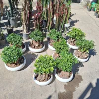 بنسای میخک|گل و گیاه طبیعی|مشهد, نیروی هوایی|دیوار