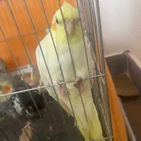 عروس هلندی