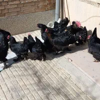 تخم مرغ نطفه دار مرندی|حیوانات مزرعه|نجفآباد, قلعه سفید|دیوار