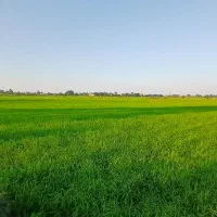 شالیزار بر آسفالت   املاک بزرگ سمام