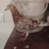 هفرنگ و سیاهپوش