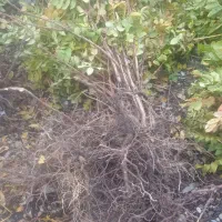 فروش نهال سماق وگردو ضمانتی سردشت|خدمات باغبانی و درختکاری|سردشت, |دیوار