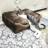 گربه خانگی ،دست آموز وکاملا اهلی|گربه|میاندوآب, |دیوار