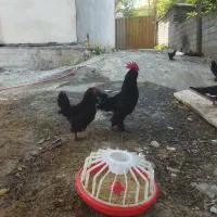 اوردک خارجی مرغ و خروس تخم گذار|حیوانات مزرعه|شیرگاه, |دیوار