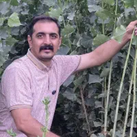 نهال صنوبر ، رشد باورنکردنی|خدمات باغبانی و درختکاری|بانه, |دیوار