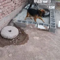 ژرمن مو بلند ماده