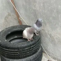 فوری فوری تا فردا دوتاش 250|پرنده|یاسوج, |دیوار